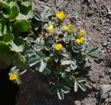 Potentilla grisea