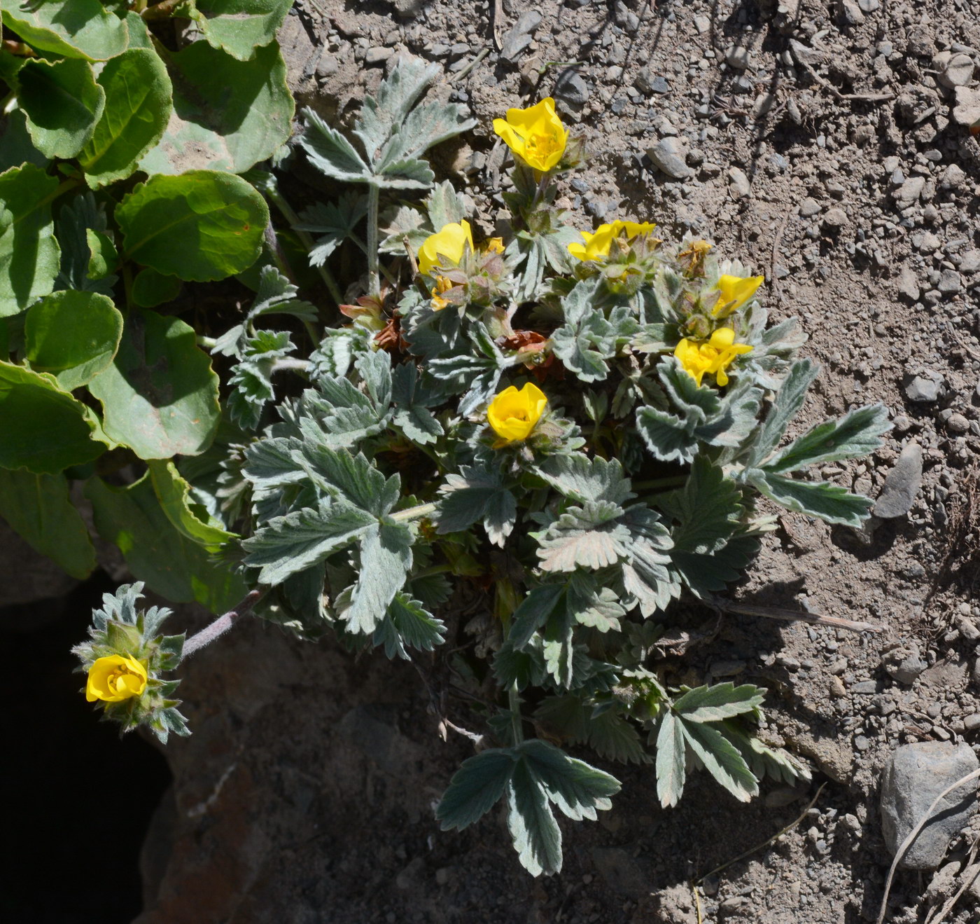 Image of Potentilla grisea specimen.