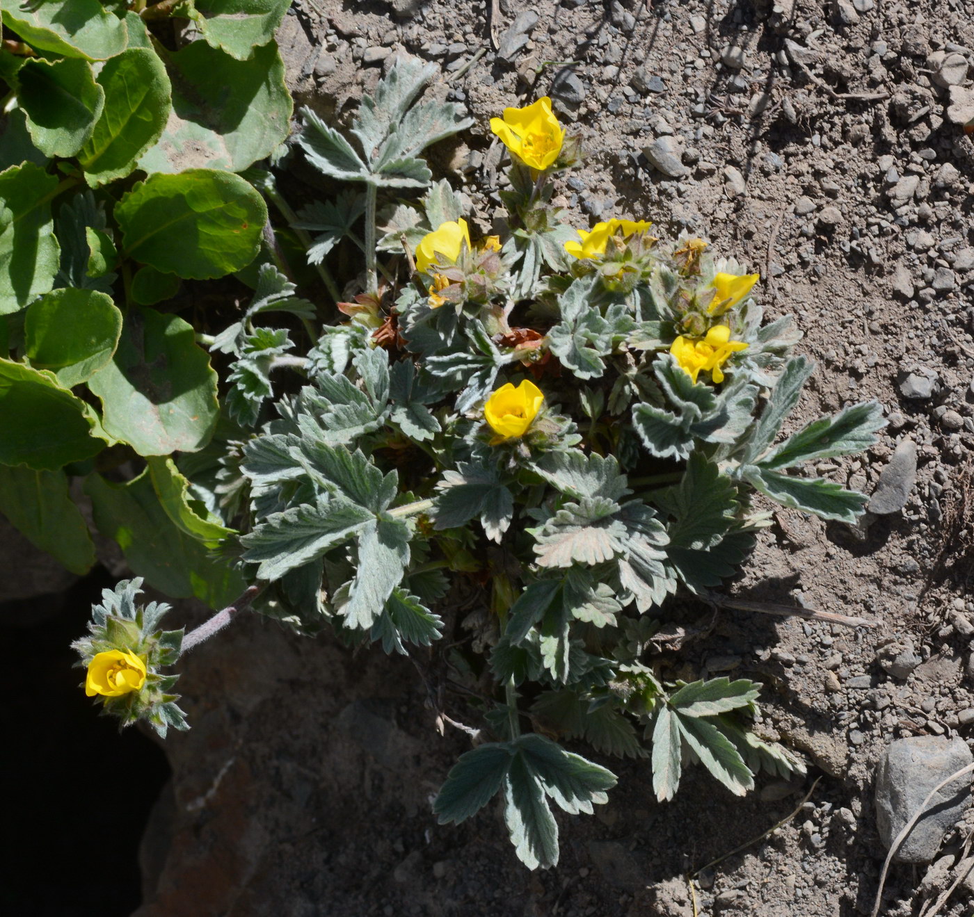 Изображение особи Potentilla grisea.