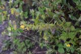 Rhynchocorys orientalis. Цветущее растение. Чечня, Шаройский р-н, юго-восточный склон горы Чархунышкорт, выс. 2050 м н.у.м, обочина дороги. 7 августа 2023 г.
