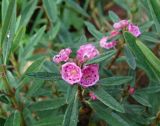 Kalmia angustifolia. Верхушка побега с цветами. Московская обл., г. Видное, садовый участок, кислый цветник. 22.09.2023.