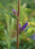 Campanula glomerata