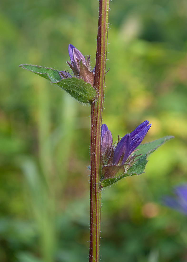 Image of Campanula glomerata specimen.