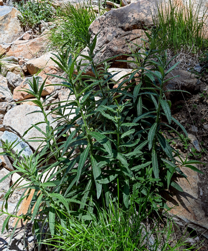 Image of Cirsium serratuloides specimen.