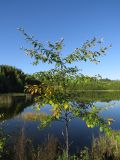 Populus suaveolens