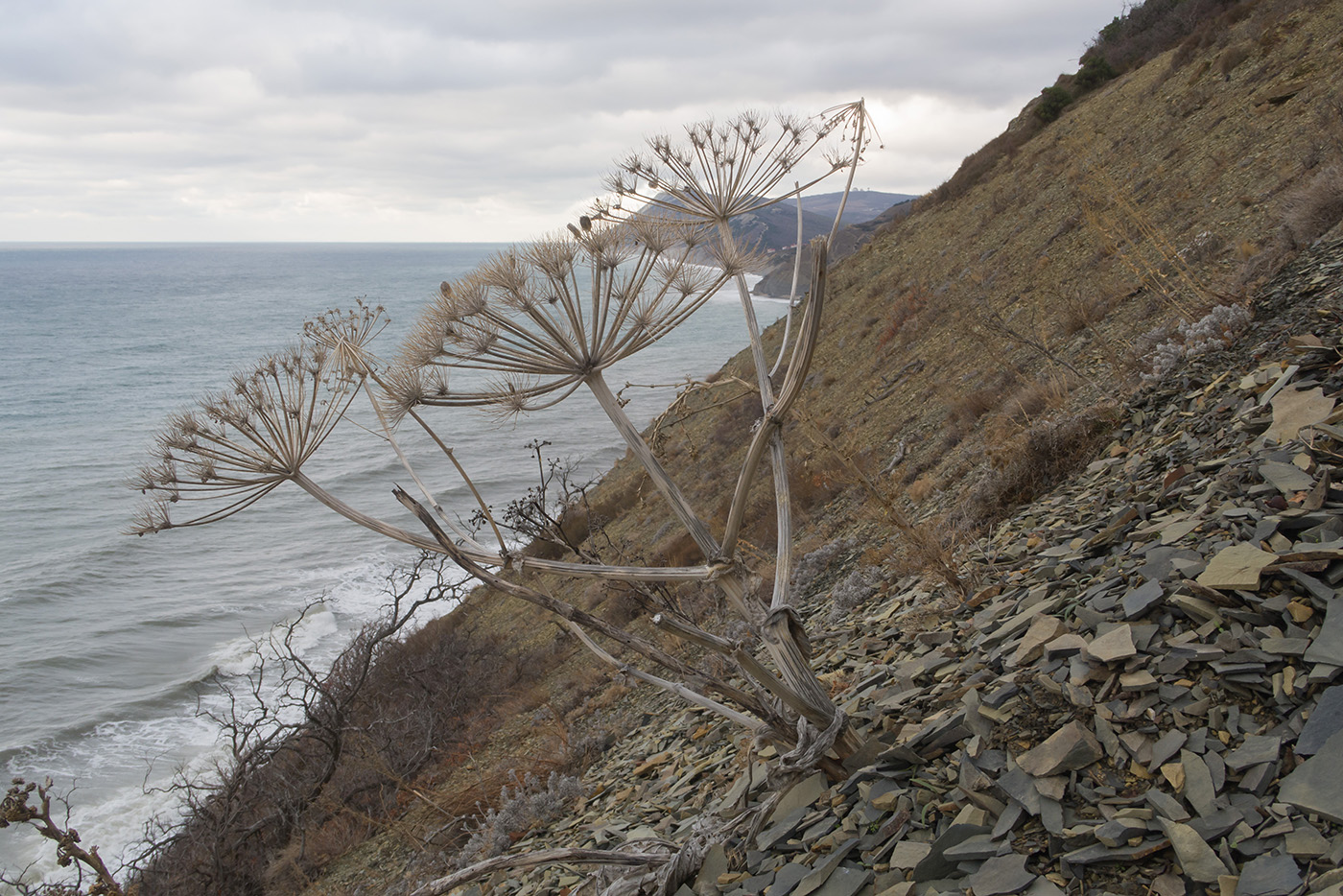 Image of Heracleum stevenii specimen.