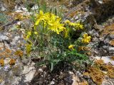 Youngia tenuifolia