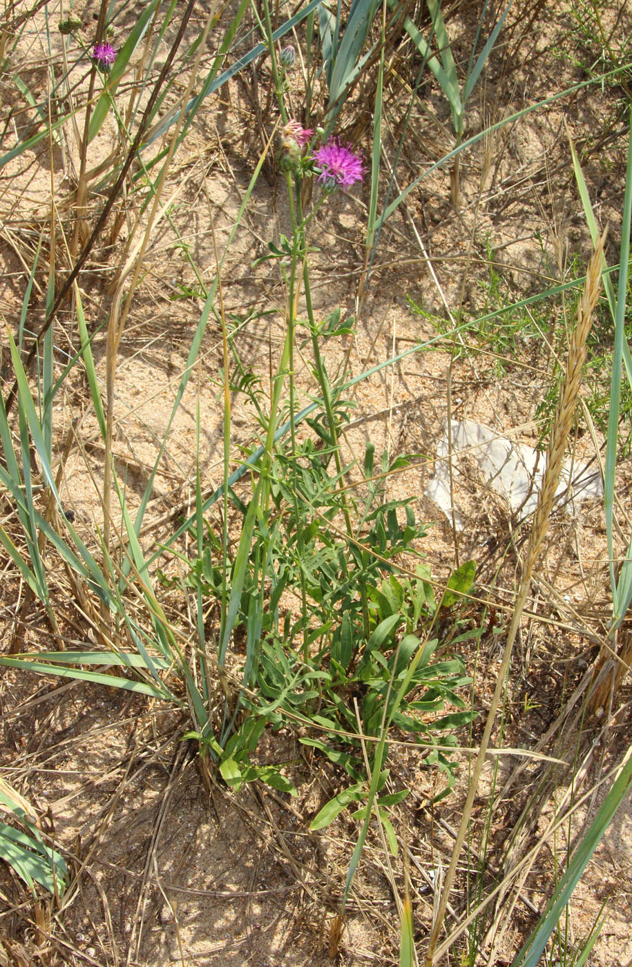 Изображение особи Centaurea adpressa.