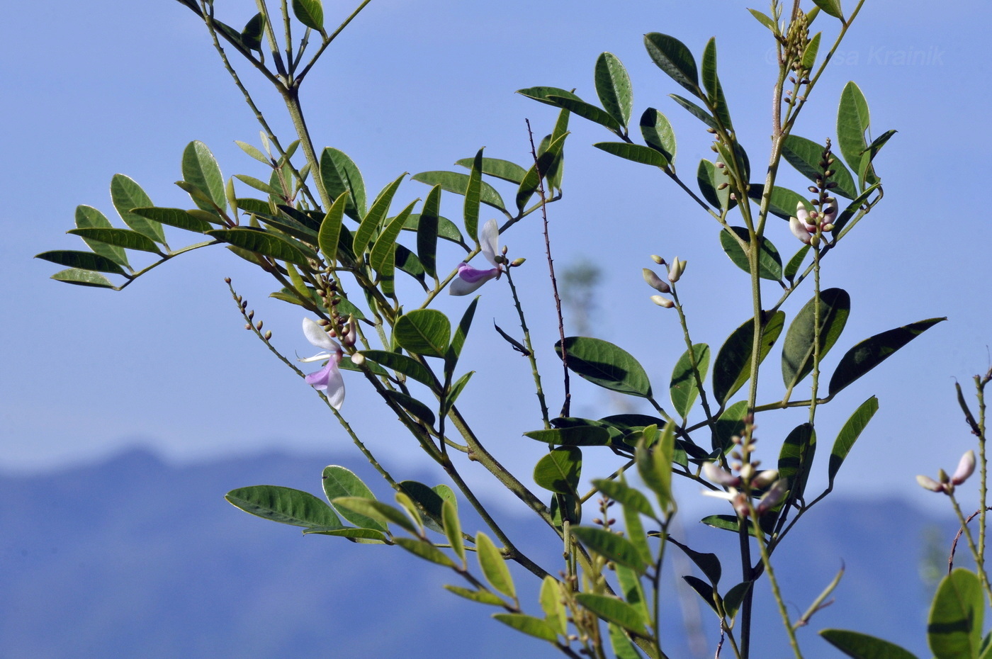 Изображение особи семейство Fabaceae.