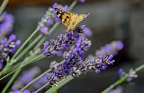 Lavandula angustifolia. Соцветия с кормящейся бабочкой. Северная Осетия, г. Владикавказ, в культуре. 23.07.2022.