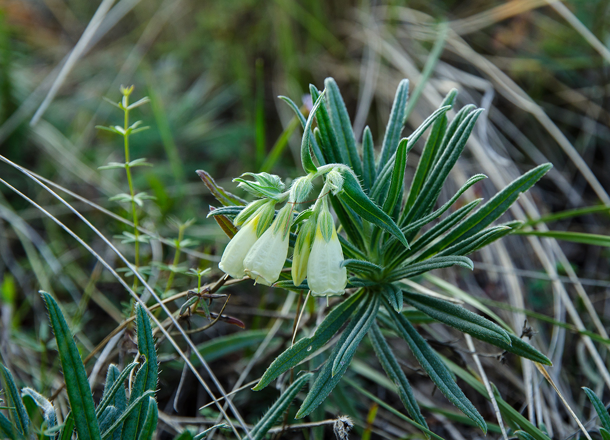 Image of Onosma simplicissima specimen.