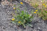 Crepis aculeata