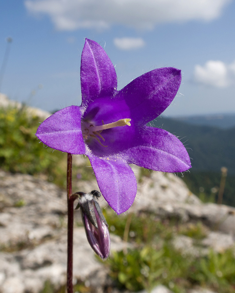Image of Campanula albovii specimen.