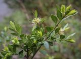 Buxus colchica. Верхушка цветущей веточки. Абхазия, Гудаутский р-н, Рицинский реликтовый национальный парк, долина р. Юпшара, широколиственный лес. 13.04.2024.