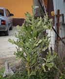 genus Opuntia. Вегетирующее растение. Абхазия, Гагрский р-н, с. Лдзаа, озеленение. 13.04.2024.