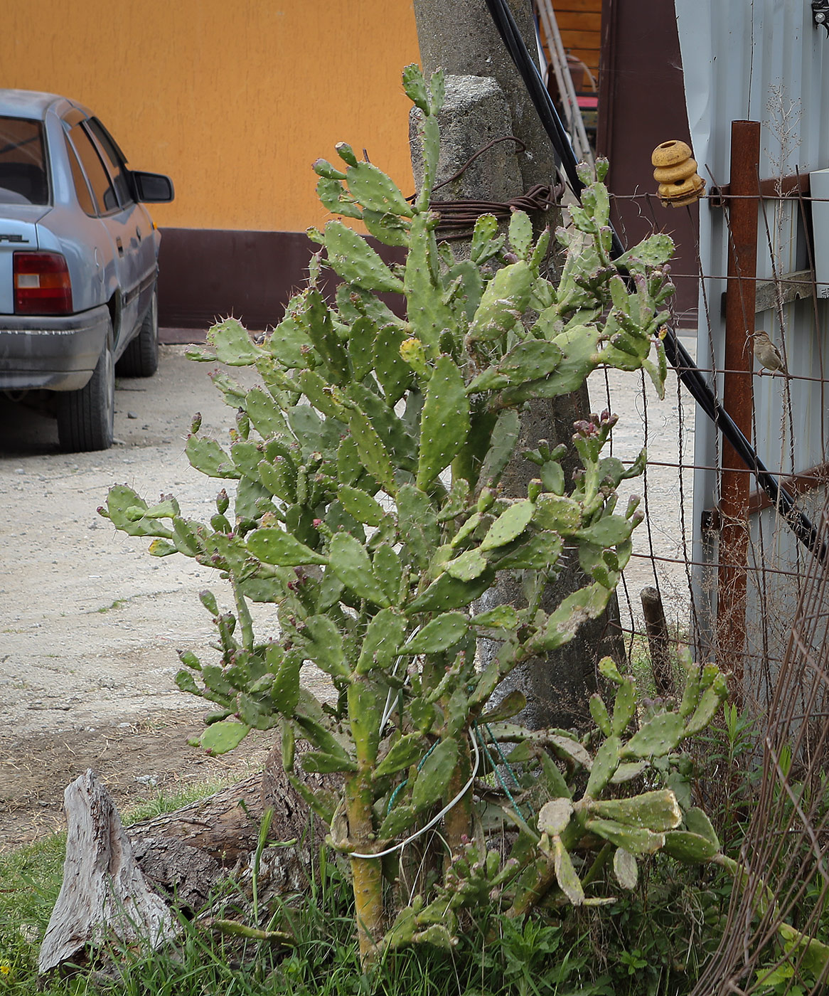 Image of genus Opuntia specimen.