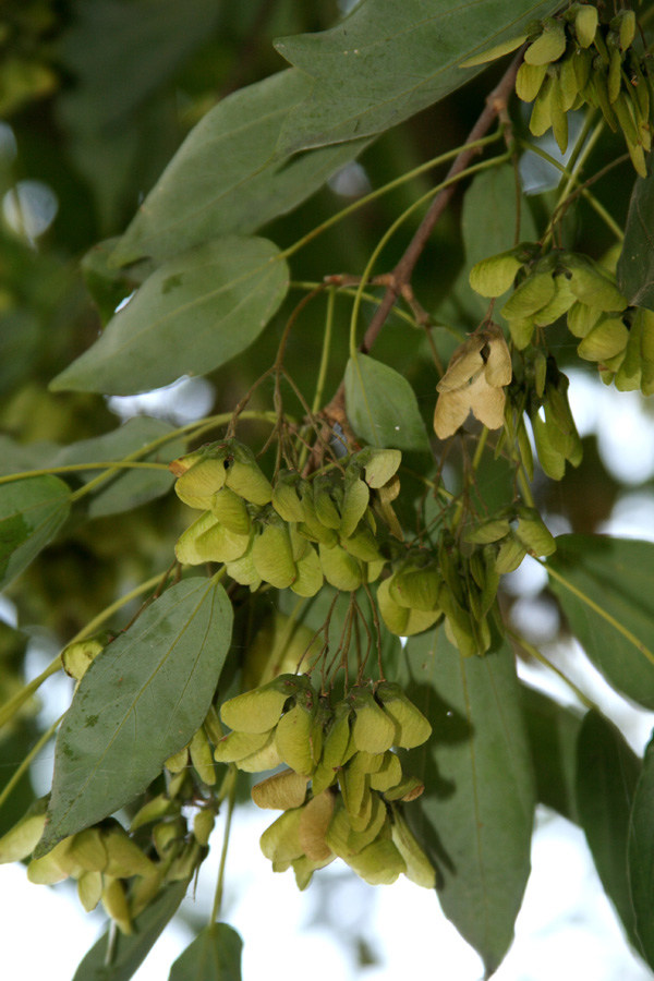 Изображение особи Acer buergerianum.