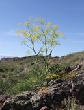 Ferula ovina. Цветущее растение. Казахстан, Жетысуская обл., нац. парк \"Алтын-Эмель\", ур. Тайгак, скала. 8 мая 2024 г.