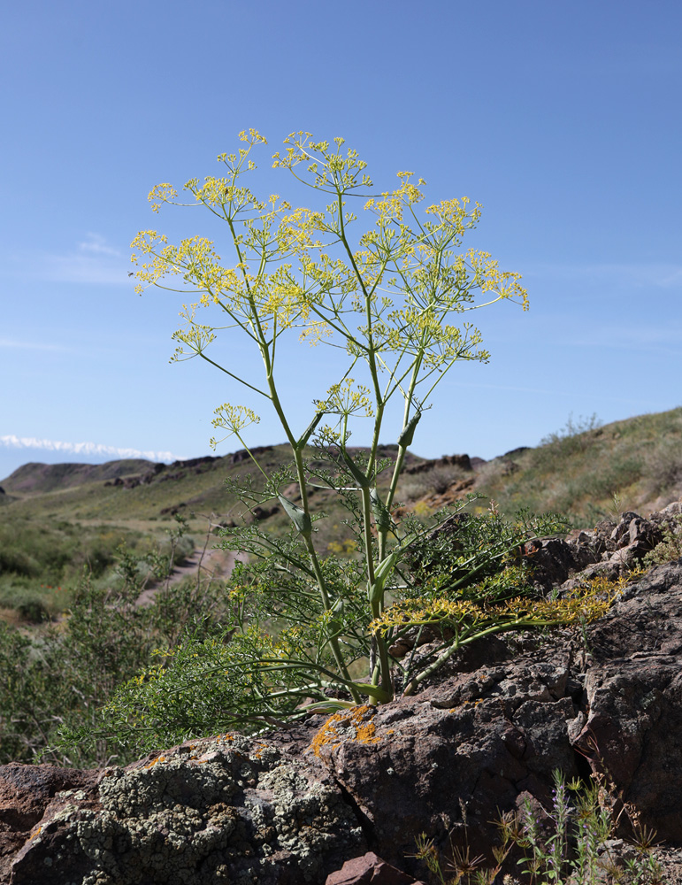 Image of Ferula ovina specimen.