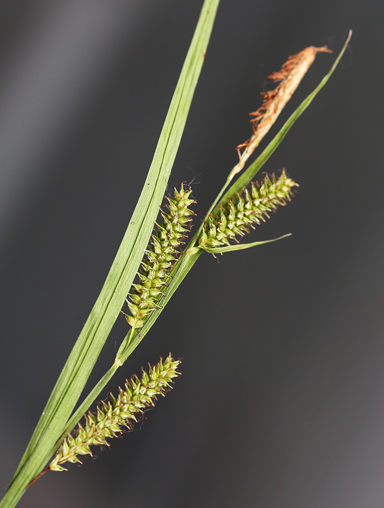 Image of Carex planiculmis specimen.