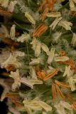Phleum pratense