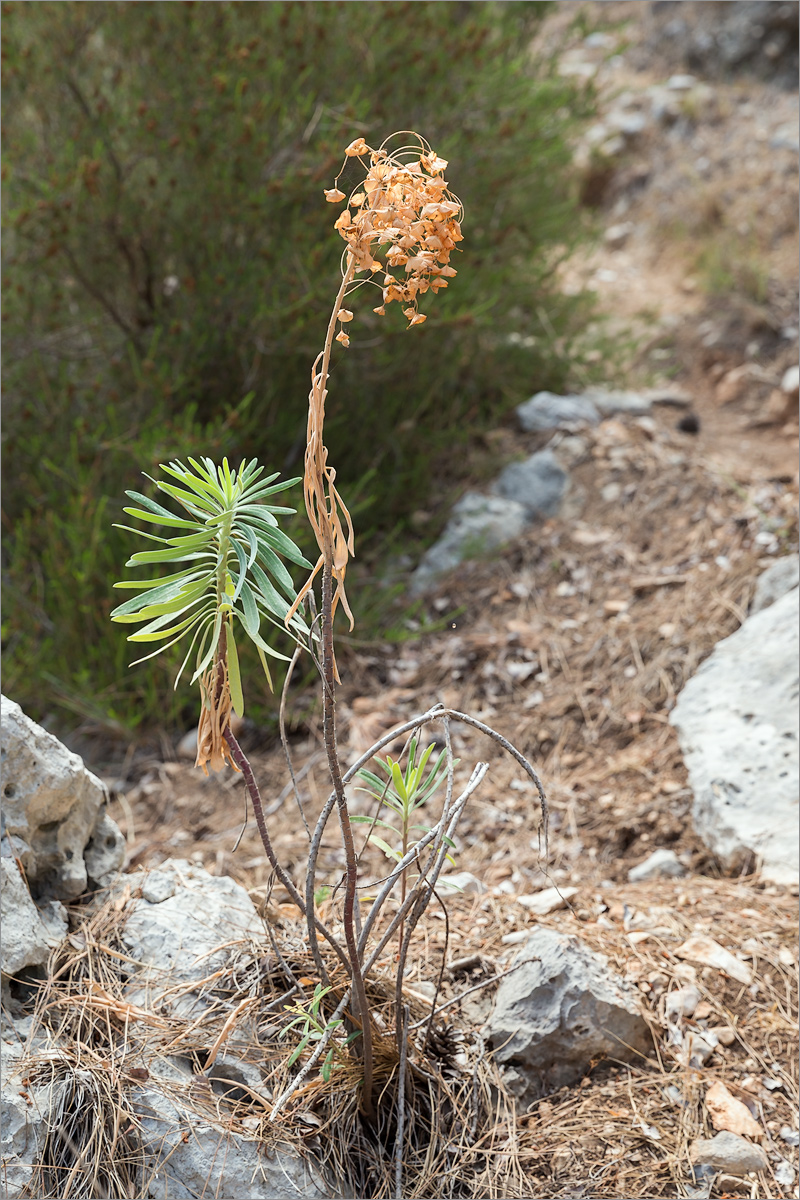 Image of Euphorbia characias specimen.