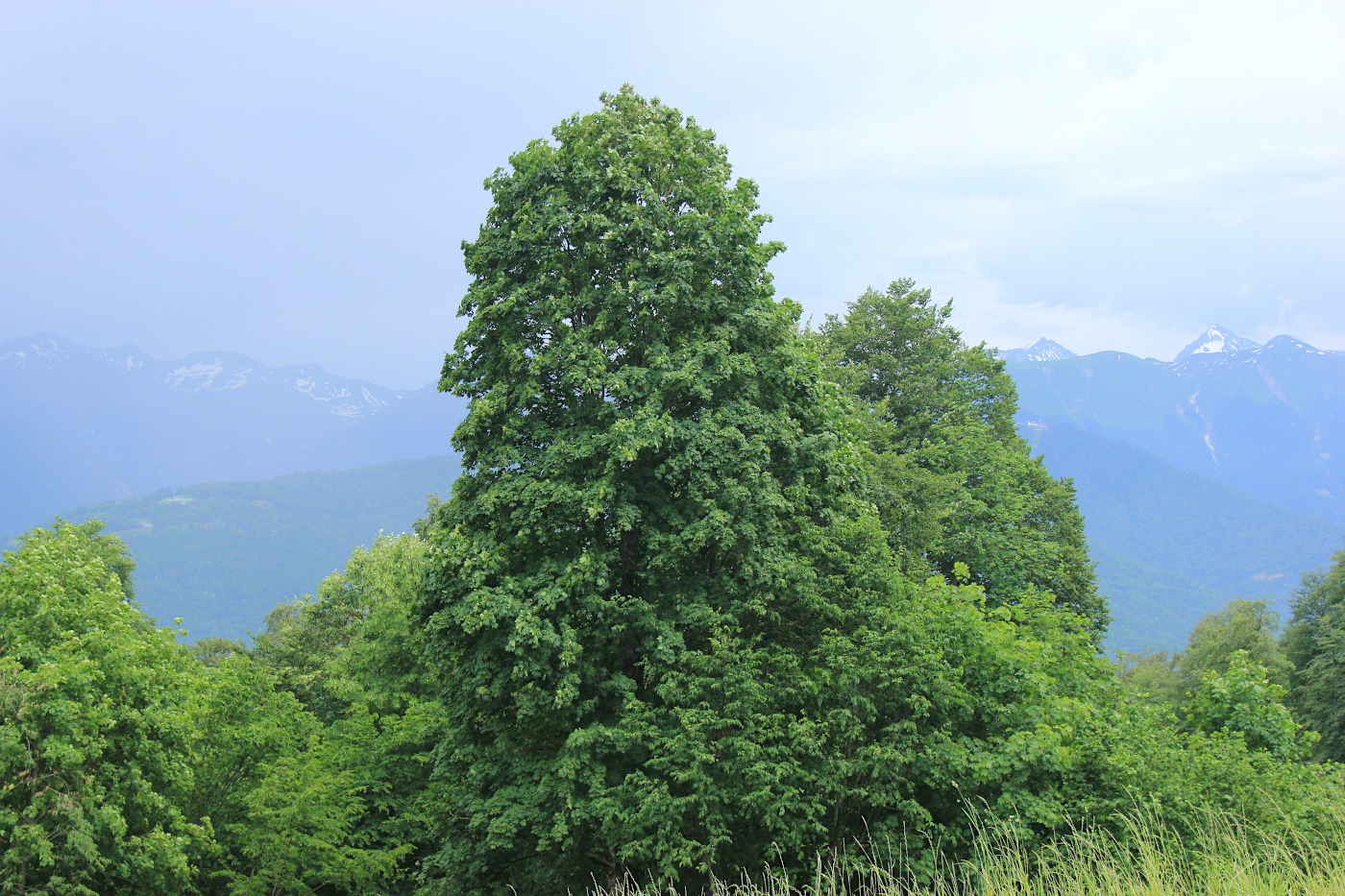 Image of Acer platanoides specimen.