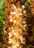 Orobanche grossheimii. Верхушка отцветающего соцветия. Карачаево-Черкесия, Зеленчукский р-н, гора Джисса, ≈ 1600 м н.у.м., субальпийский луг. 14.06.2024.