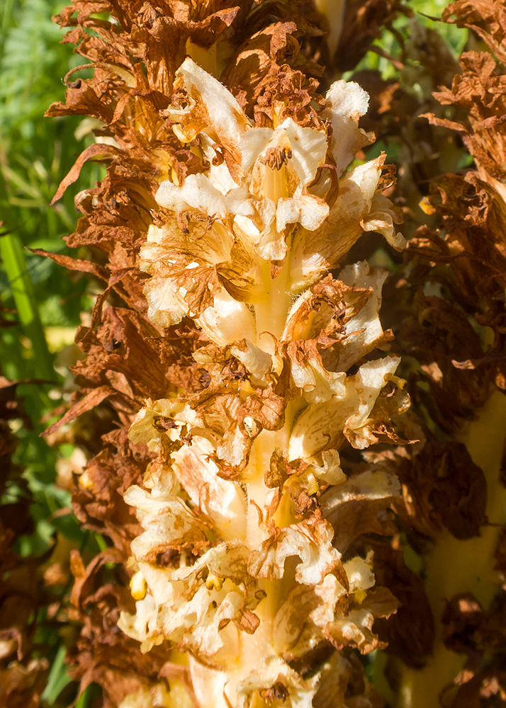 Image of Orobanche grossheimii specimen.