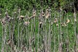 Typha latifolia