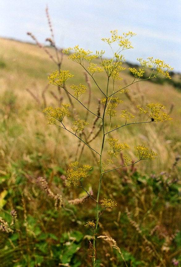 Image of Ferula tatarica specimen.