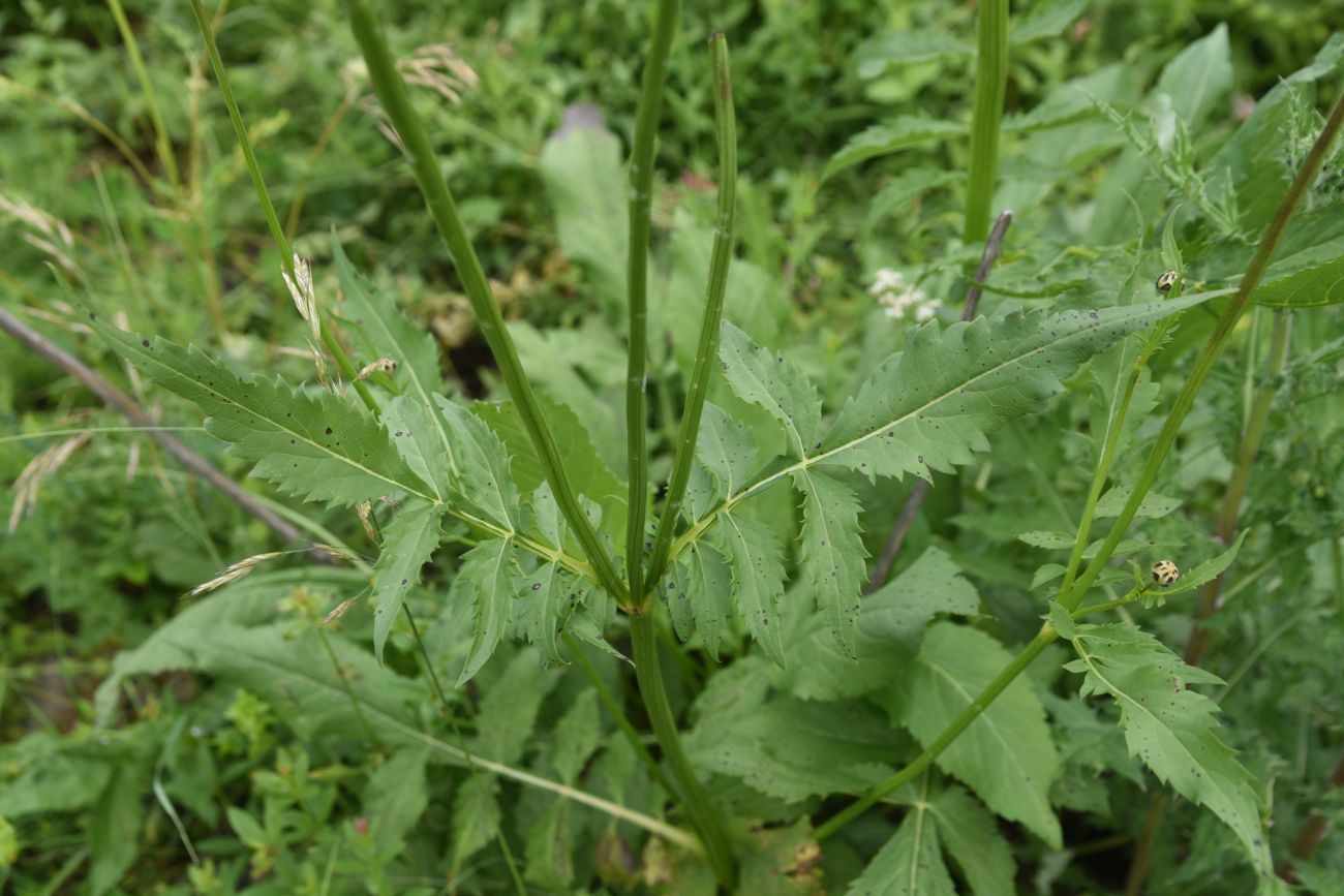 Изображение особи Cephalaria gigantea.