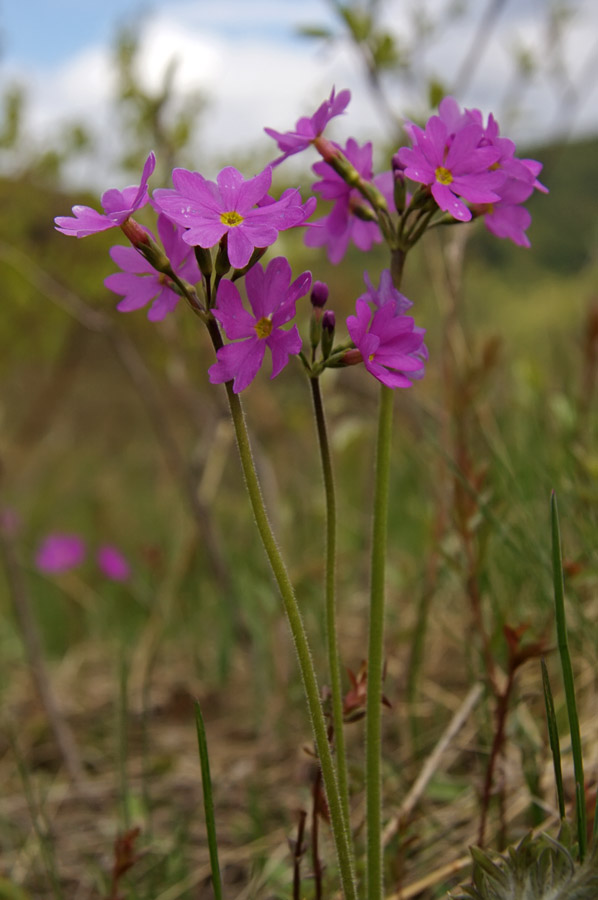 Изображение особи Primula cortusoides.