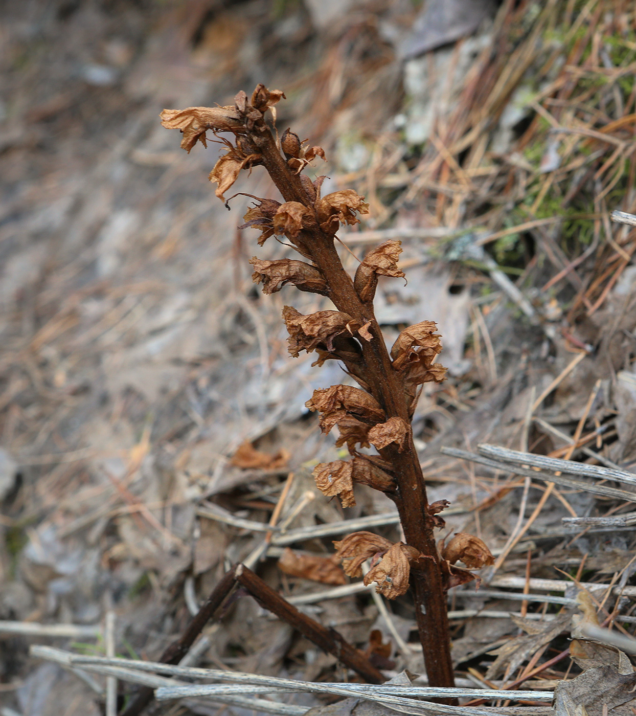 Image of genus Orobanche specimen.