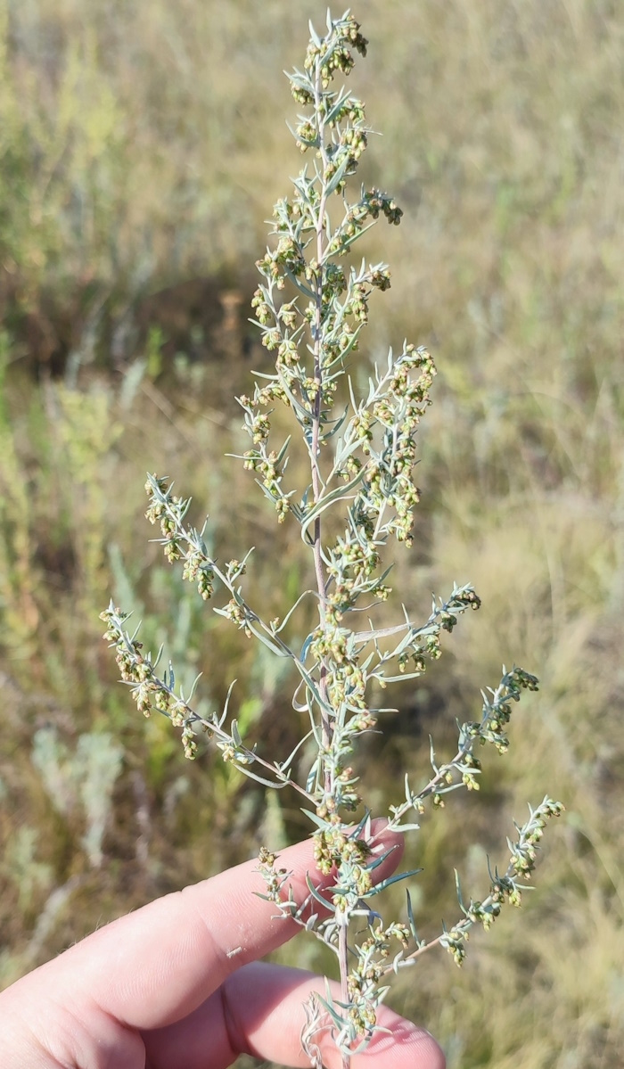 Image of Artemisia glauca specimen.