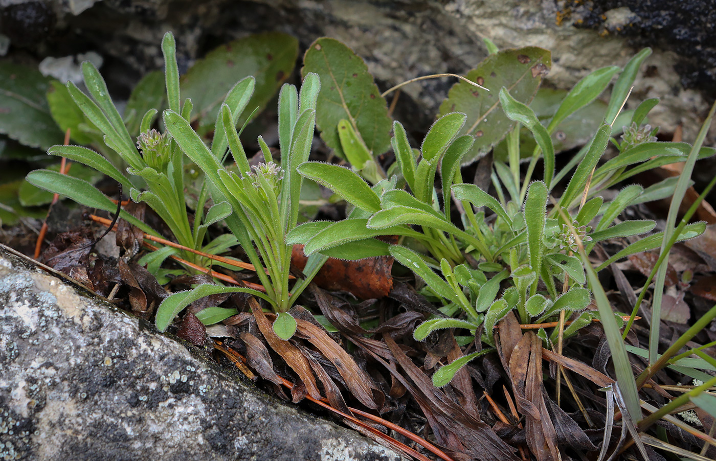 Изображение особи Aster alpinus.