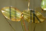 genus Potamogeton. Листья (справа - вид на абаксиальную поверхность). Беларусь, Витебская обл., окр. пос. Езерище, оз. Езерище у зап. берега, в воде. 30.08.2024.