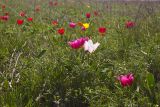 Tulipa suaveolens