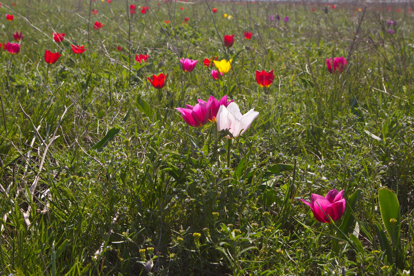 Image of Tulipa suaveolens specimen.