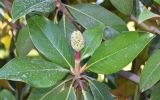 Magnolia grandiflora