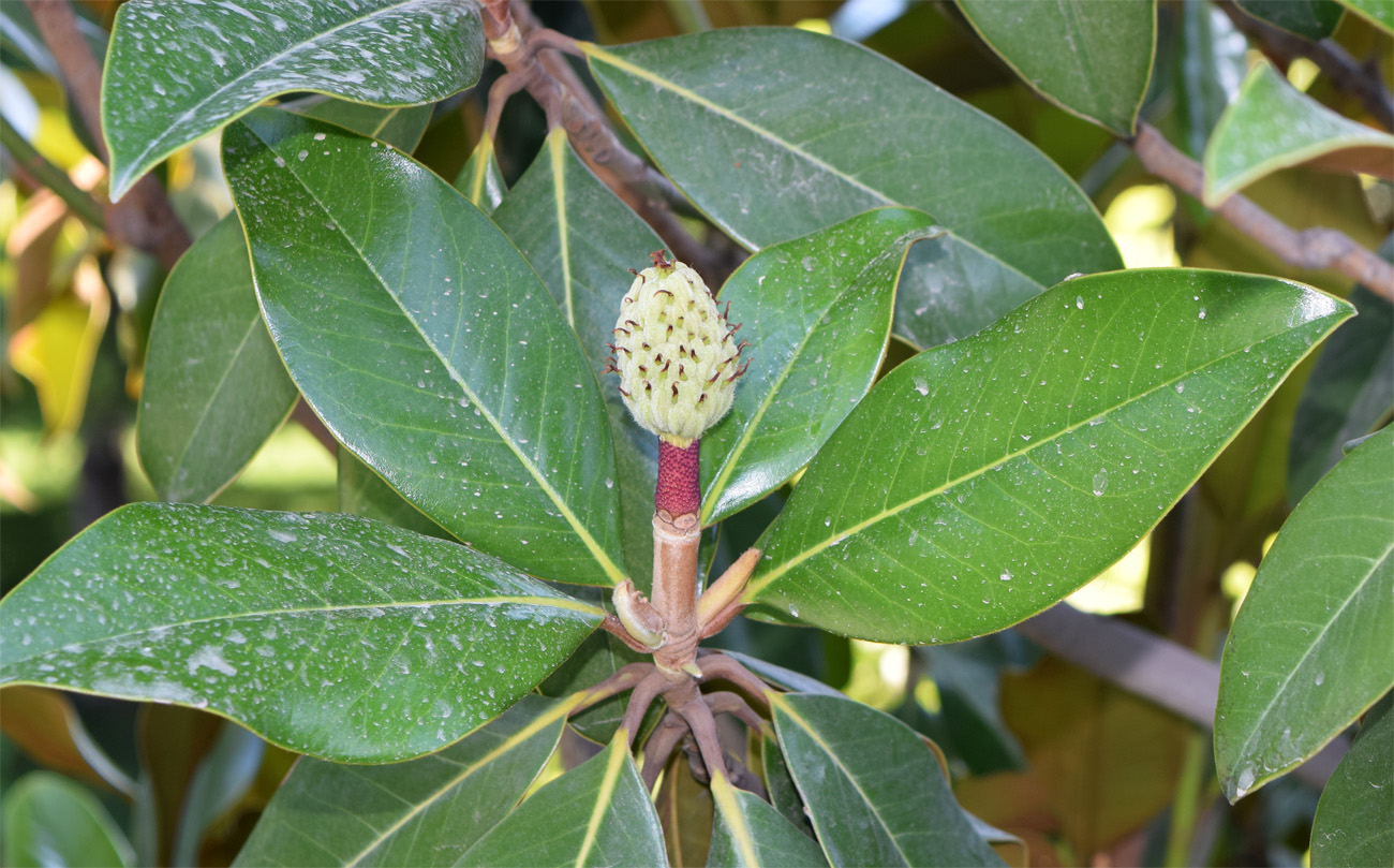 Изображение особи Magnolia grandiflora.