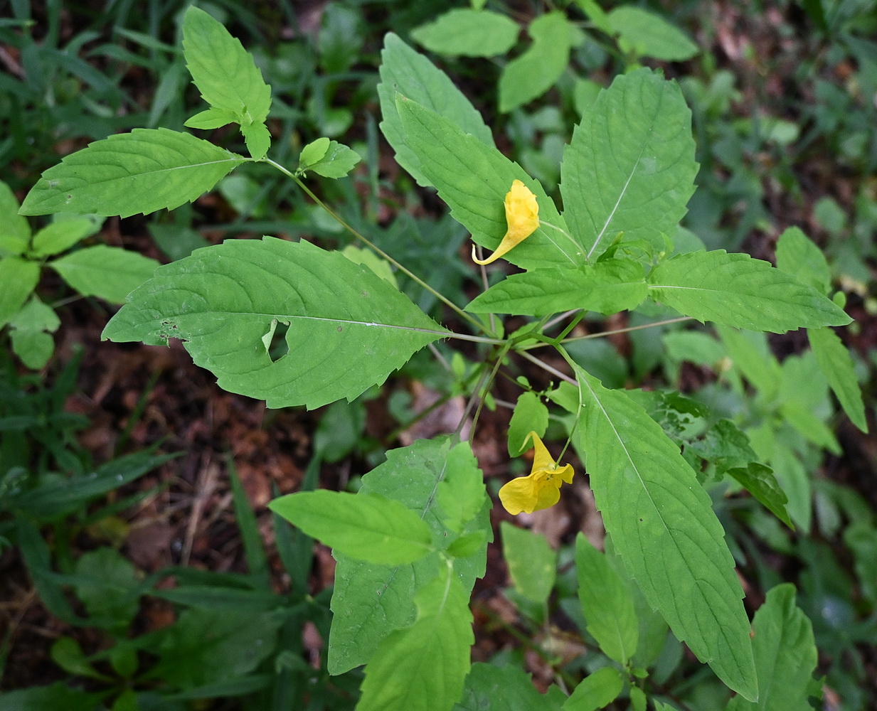 Image of Impatiens noli-tangere specimen.