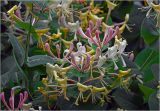 Lonicera caprifolium
