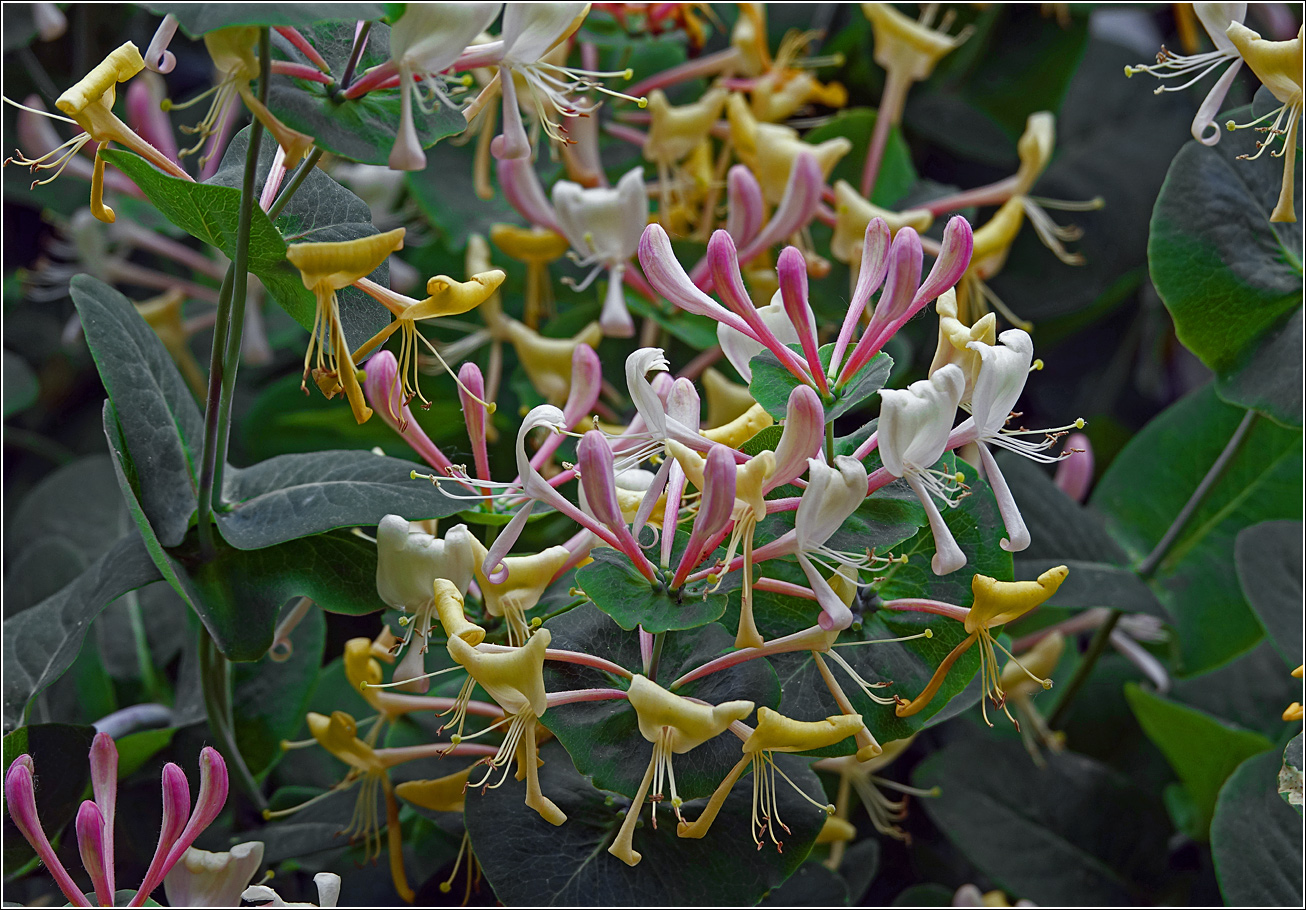 Image of Lonicera caprifolium specimen.
