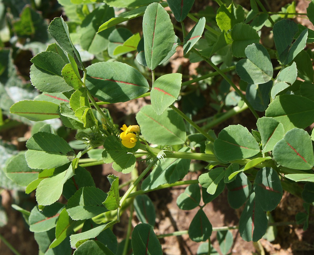 Изображение особи Medicago polymorpha.