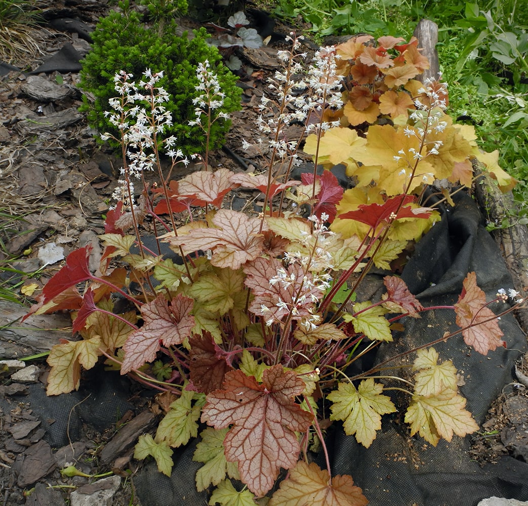Image of × Heucherella hybrida specimen.