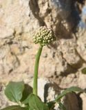 род Valeriana