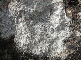 Aspicilia calcarea
