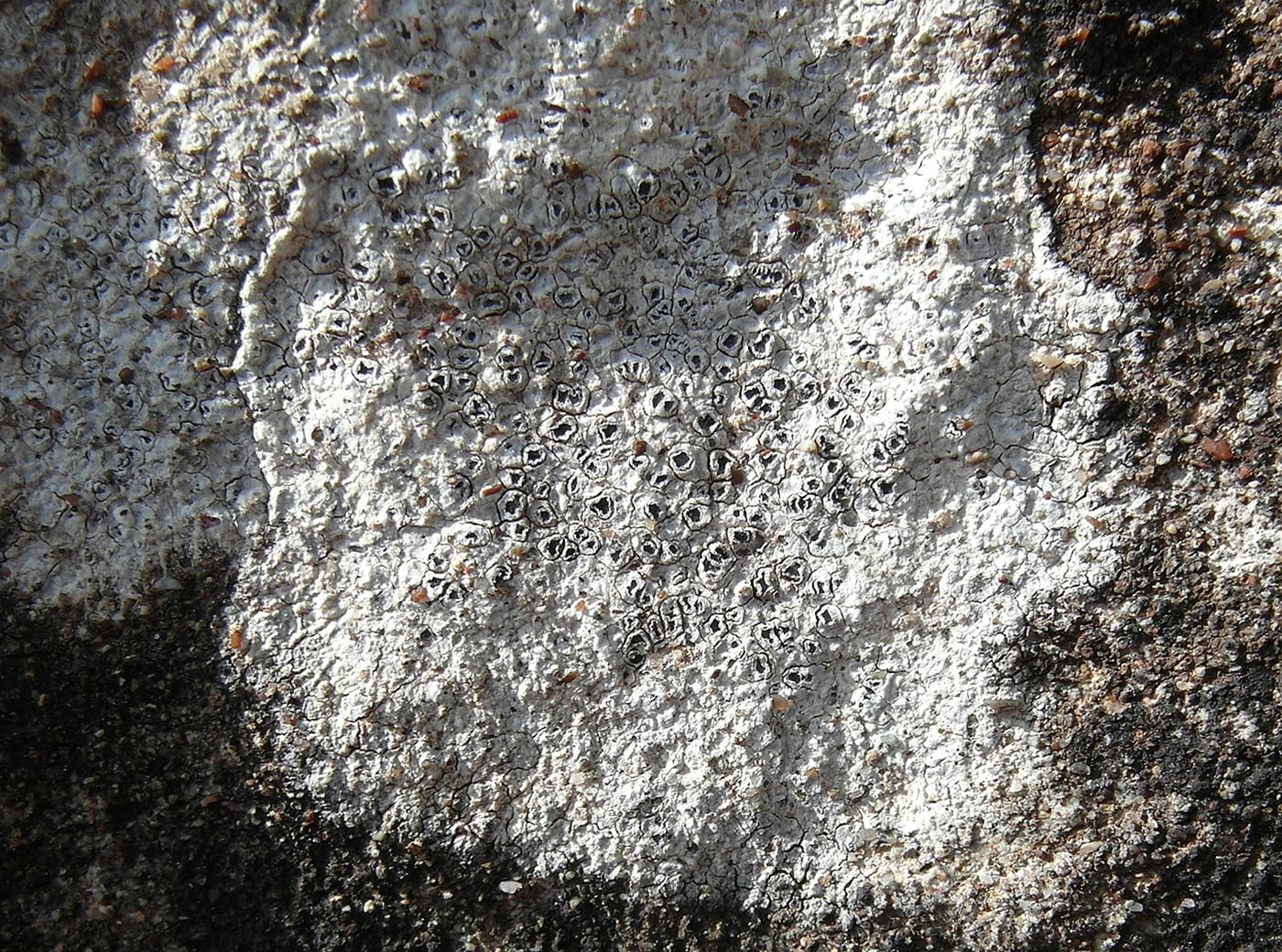 Image of Aspicilia calcarea specimen.