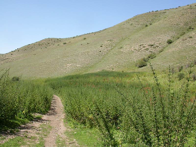 Image of Urtica cannabina specimen.